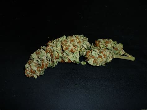 Strain-Gallery: White Berry (Paradise Seeds) PIC #14031611548584973 by ...