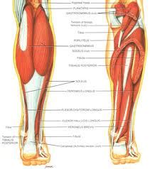 Lower Leg Muscle Cramps | Musculoskeletal Pain | Austin