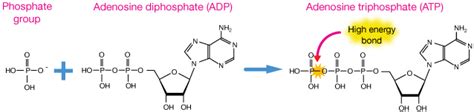 Atp Molecule Labeled High Energy Bonds