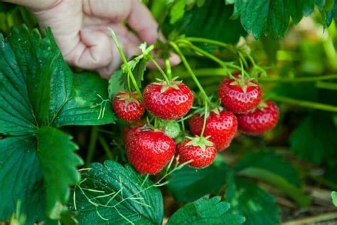 Organic Strawberry Plants – Strawberry Plants