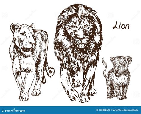 Lion And Lioness. Vector Drawing | CartoonDealer.com #65279458