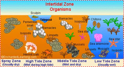 Intertidal Animal Printouts - EnchantedLearning.com