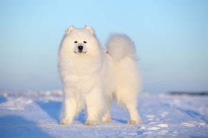 Samoyed Temperament • helloBARK!