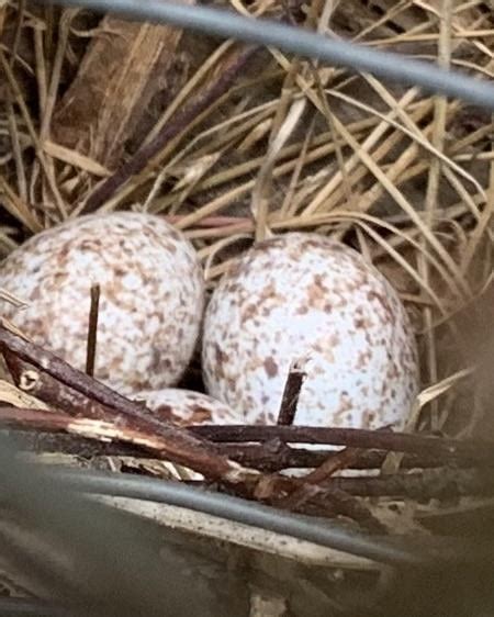 Cardinal Nest : r/BirdNests