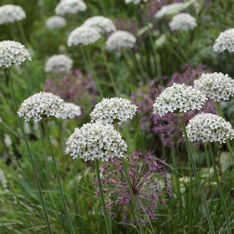 Allium Nigrum - 15 bulbs - Longfield Gardens