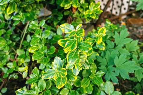 8 Best Small Evergreen Shrubs