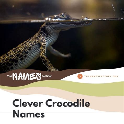 300+ Creative Crocodile Names & Alligator Names