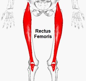 Rectus Femoris Muscle