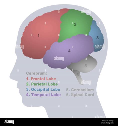 Brain lobes, anatomical regions of the cerebrum, frontal, parietal ...