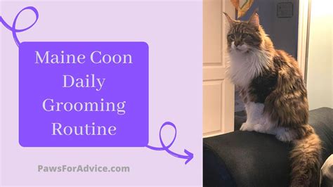 Maine Coon Daily Grooming Routine | Brushing our Maine Coon Cat ...