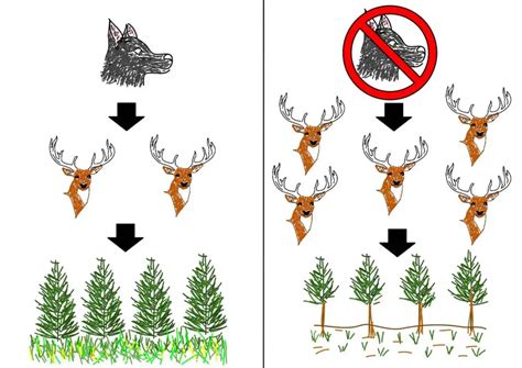 What is Trophic Cascade? Types, Serious Effects and Examples