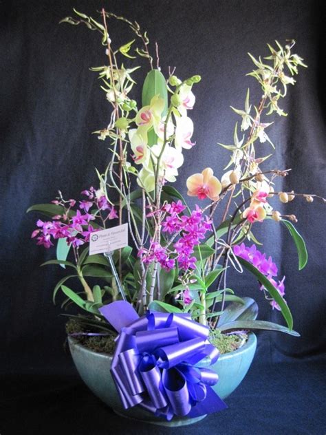 Orchid Basket | Plants and Flowers Ltd