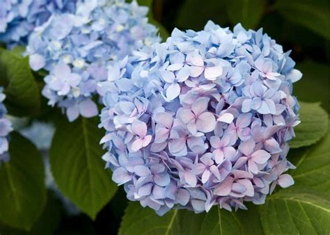 Endless Summer hydrangea