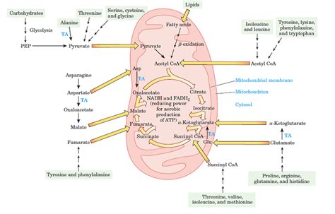 Solved: The production of ATP is not shown explicitly in Figure 20 ...