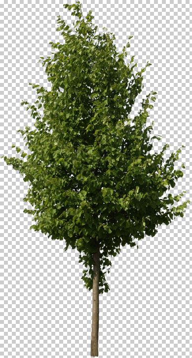 Sketchup Components of Trees Tutorial with Free Download