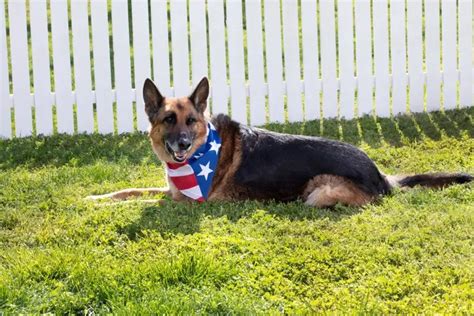 American Flag Dog Bandana – Tulip Color Crafts