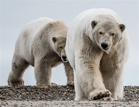 Alaska Magazine | In the Village of Polar Bears