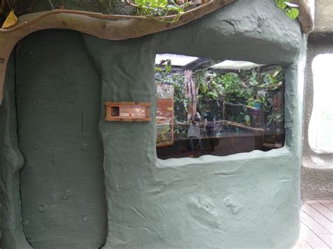 Chinese Crocodile Lizard enclosure - ZooChat