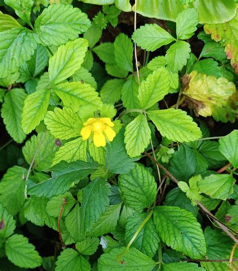 Yellow-flowered strawberry | Plant-Lore