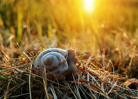 White and Brown Shell Snail on Green Leaf · Free Stock Photo