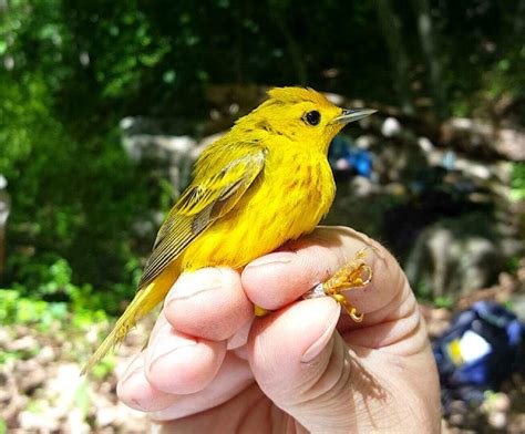 Yellow Warbler Eggs