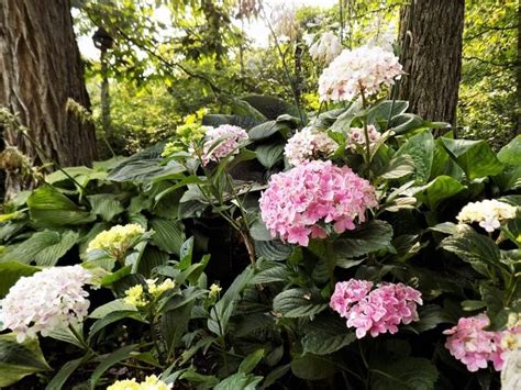 Does a Hydrangea Need Full Sun or Shade? - Birds and Blooms