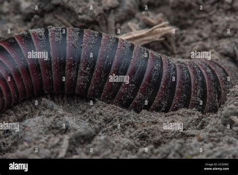 Millipede millipedes hi-res stock photography and images - Alamy