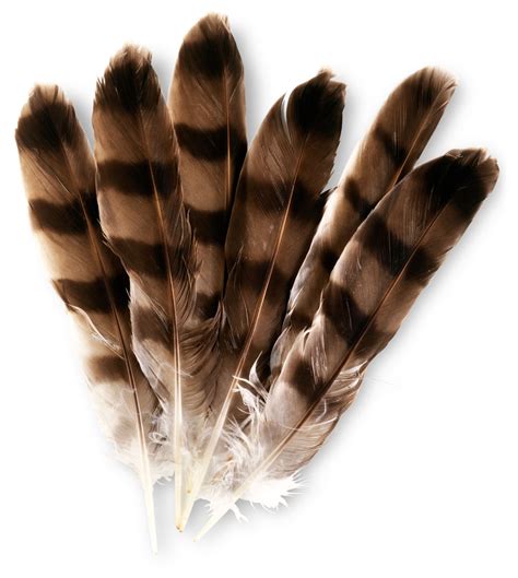 Bird Feathers | Types of Feathers | DK Find Out