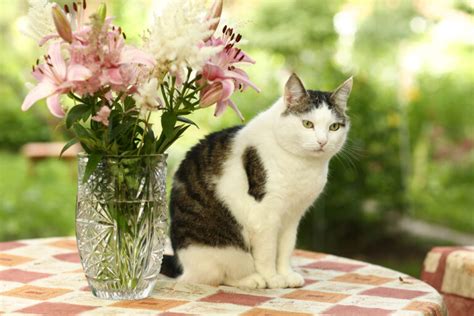 Lilies and Cats: The Lethal Lily - Friendship Hospital for Animals