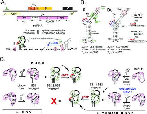 Basic features of HBV replication. (A) Linearized version of the HBV ...