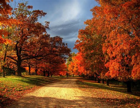 30+ Most Beautiful Images Of Autumn Leaves For You