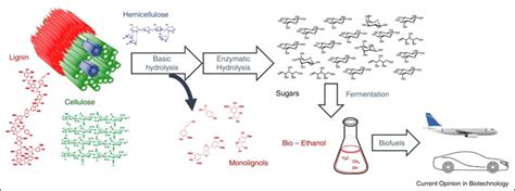 The general process for production of biofuels. Plant biomass is ...