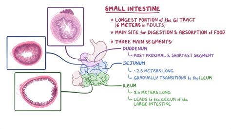 Small intestine histology: Video, Anatomy & Definition | Osmosis