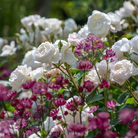 8 Types Of White Roses For Mixed Borders - SONG OF ROSES