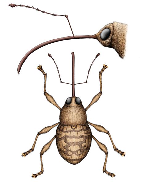 Female Acorn Weevil – Illustrating Nature 2021