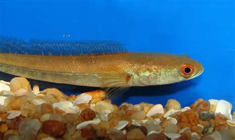 Channa marulius – Bullseye Snakehead (Ophicephalus marulius ...