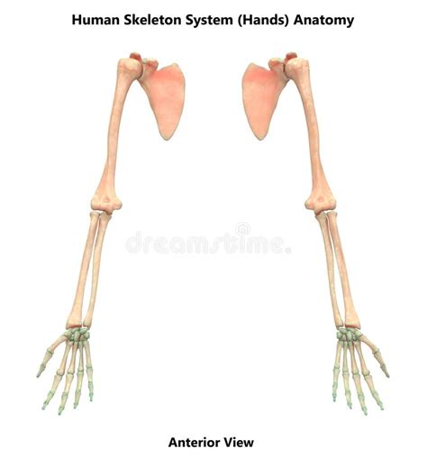 Human Skeleton System Bones Hand Joints Anatomy Stock Illustration ...