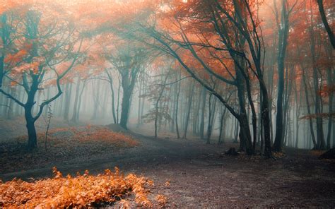 forest, Orange, Fog, Autumn, Leaves Wallpapers HD / Desktop and Mobile ...