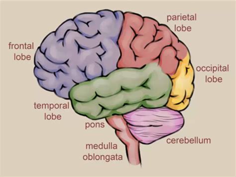 How To Draw A Brain 14 Steps Wikihow