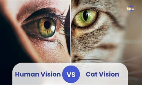 Human Vision vs Cat Vision: Get Facts Here!