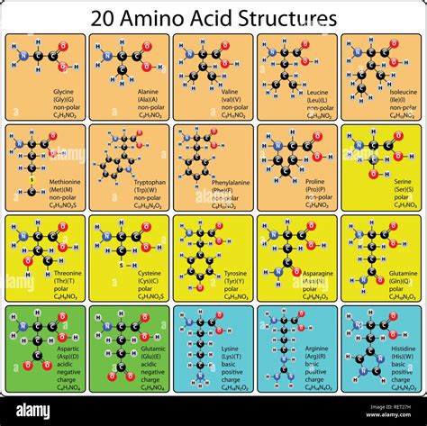 Amino Acid Polarity Chart