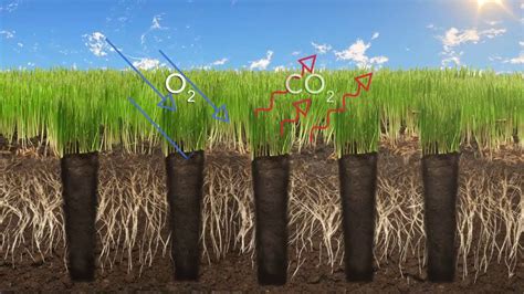 When and How Do You Aerate Your Grass? · Blades Landscaping