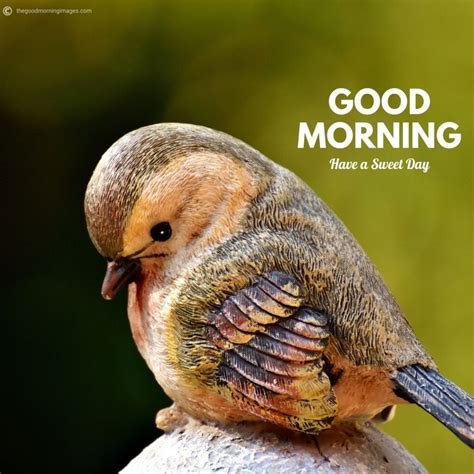 50+ Best Good Morning Birds Images To Wish Anyone [2020]