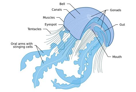 Cnidarian Fact Sheets - C.S.W.D