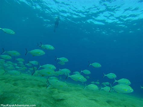 The Best Snorkeling Spots Around Maui Hawaii | Unique Free Maps