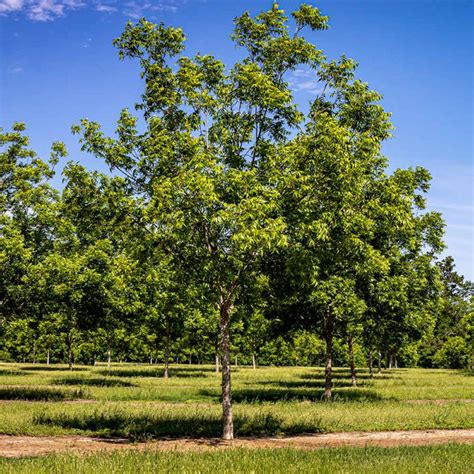 Hardy Pecan Trees for Sale – FastGrowingTrees.com