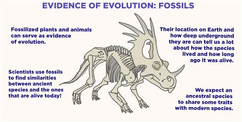 Fossils (Evidence of Evolution) — Overview & Examples - Expii