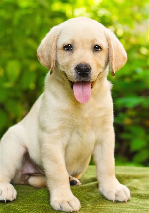 Labrador Retriever - Temperament, Lifespan, Shedding, Puppy