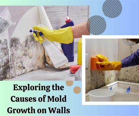 Exploring the Causes of Mold Growth on Walls - JM Environmental, Inc ...