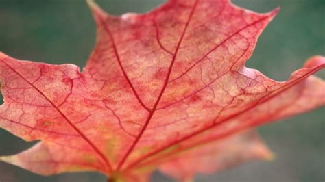 Maple Leaf Close Up - Wallpaper, High Definition, High Quality, Widescreen